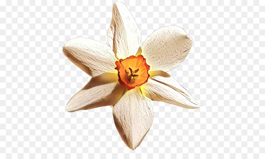 Narcissus，Laranja Sa PNG