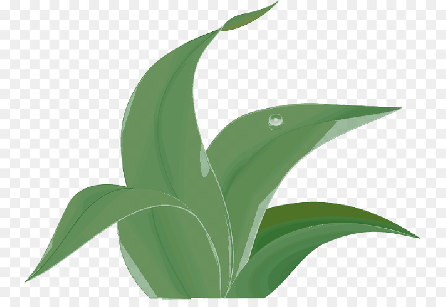 Plantas，Folha PNG