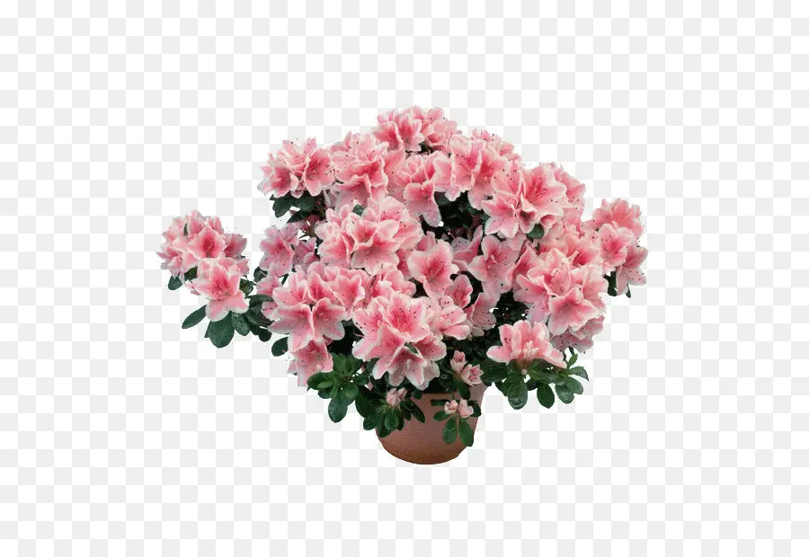 Azalea，Rhododendron Simsii PNG