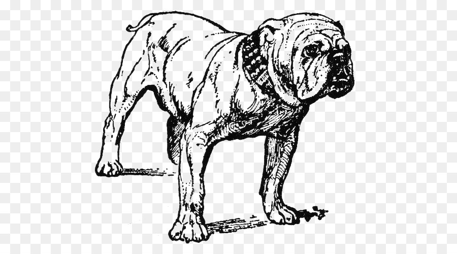 Bulldog，Bulldog Francês PNG