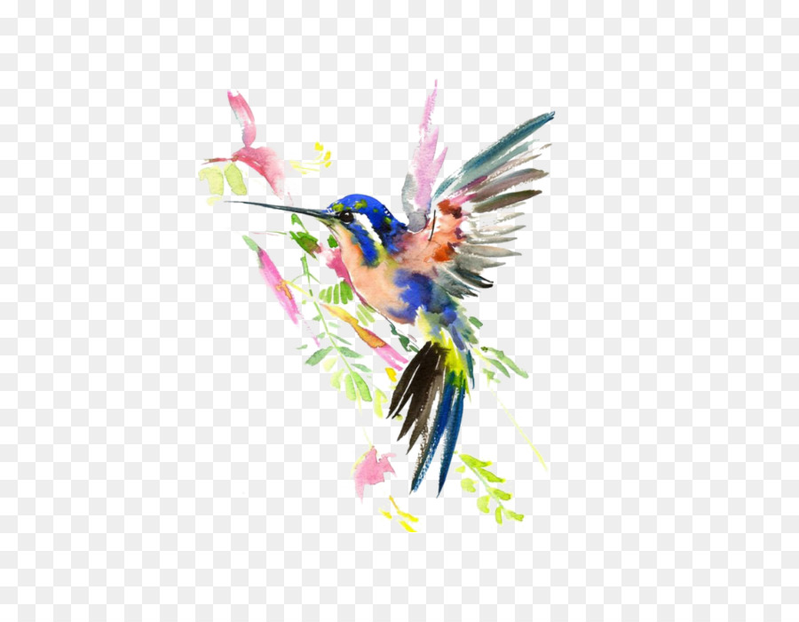 Colibri，Vôo PNG