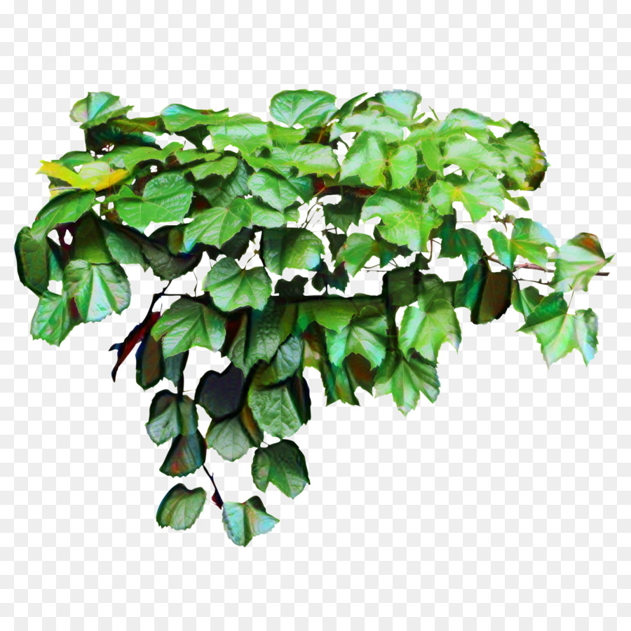 Planta Verde，Folhas PNG