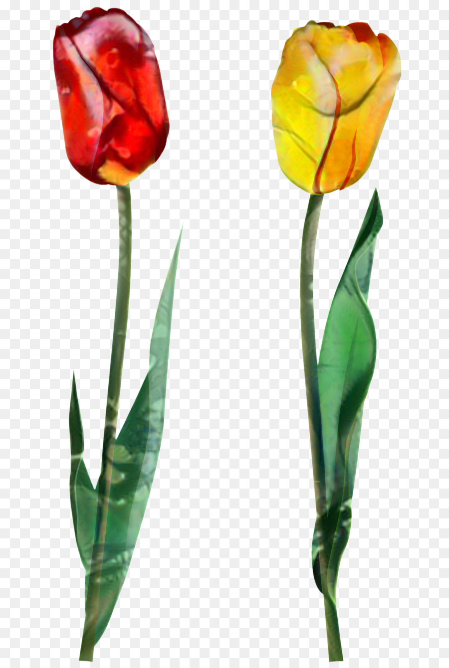 Tulip，Flores De Corte PNG