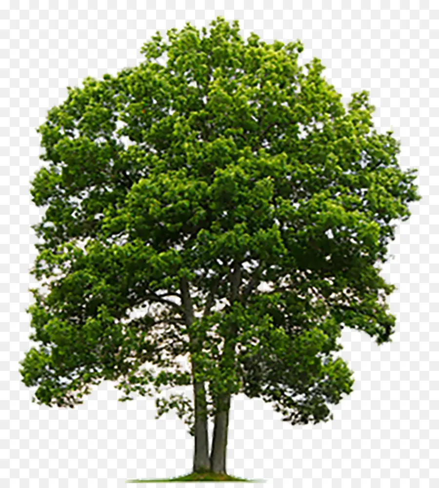 árvore，Inglês Carvalho PNG