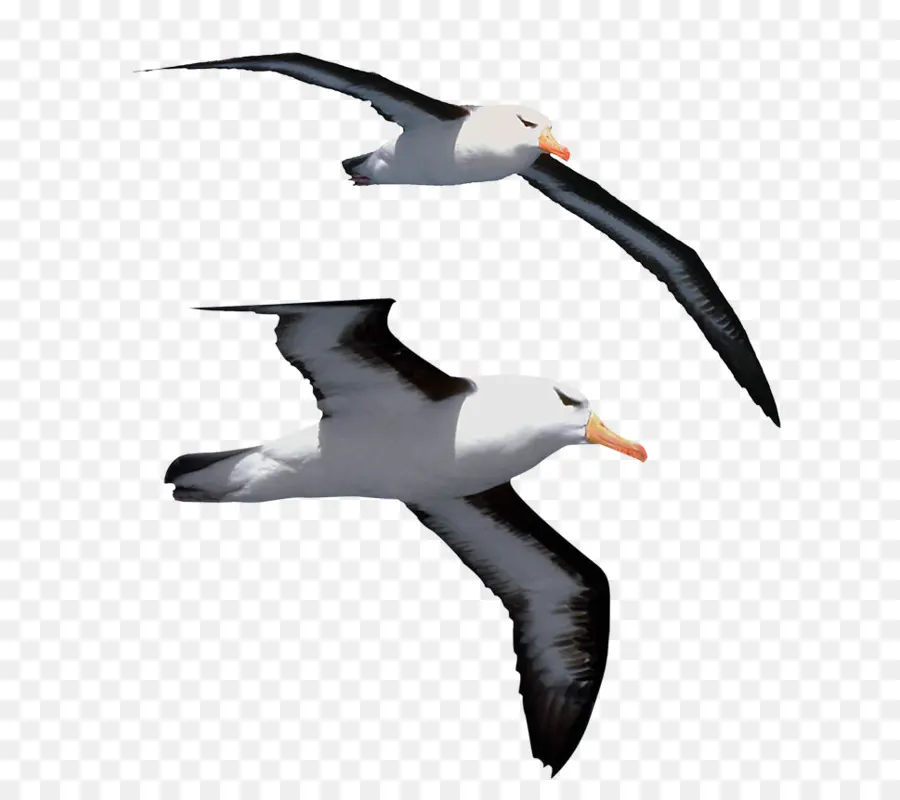 Gaivotas，Aves PNG