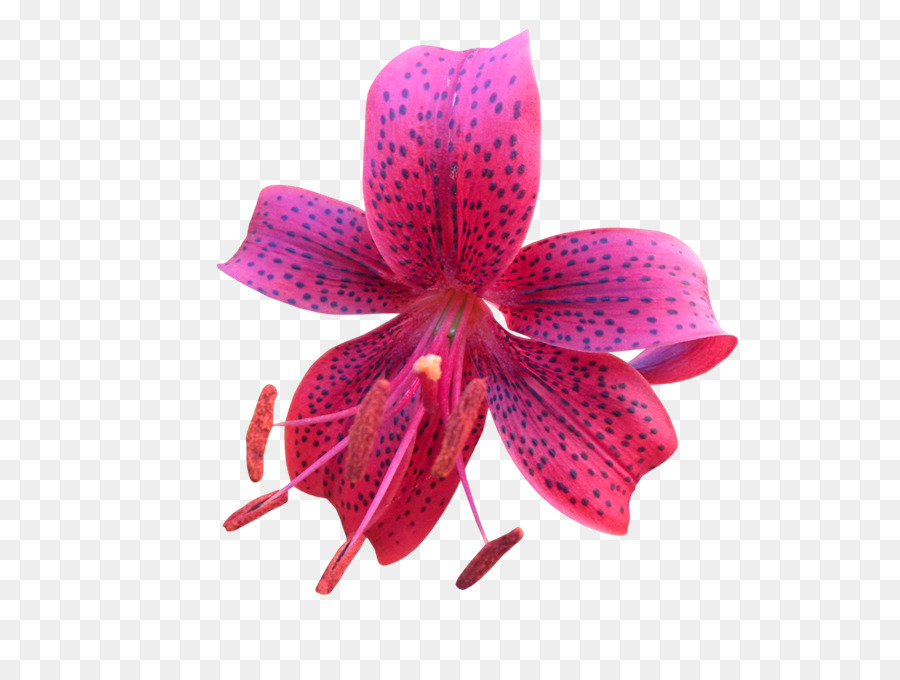 Sapato，Magenta PNG