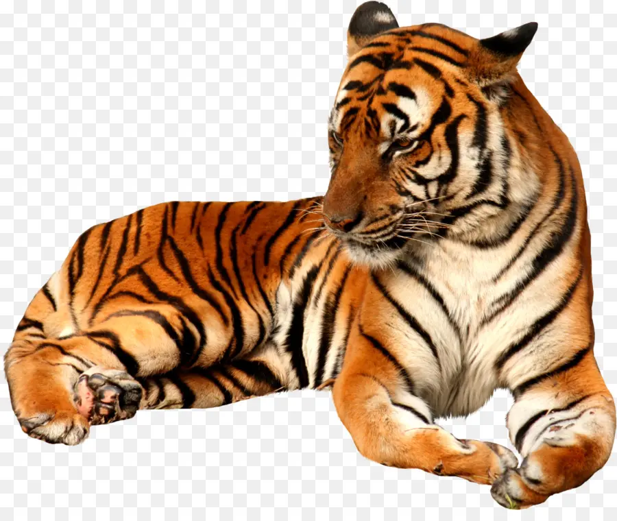 Tigre Branco，Felidae PNG