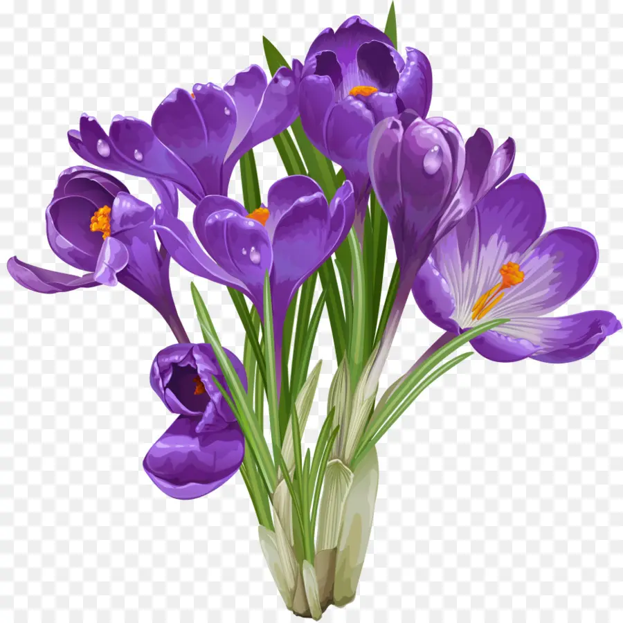 Flores De Açafrão，Roxo PNG