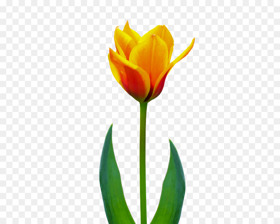 Tulipa Roxa，Tronco PNG