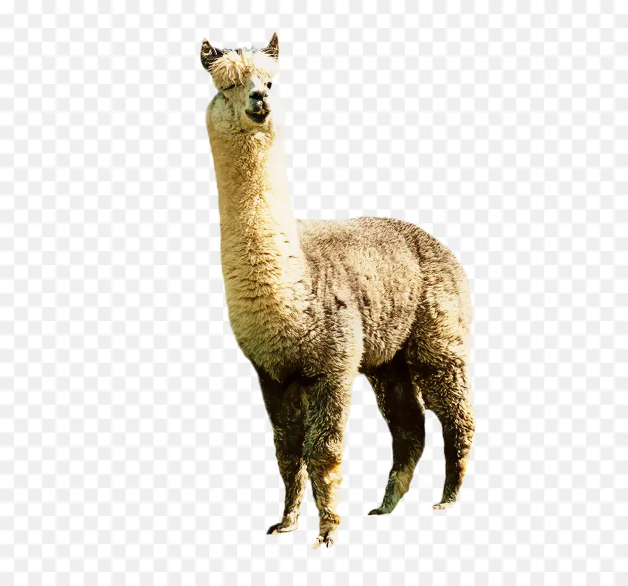 Lhama，Peludo PNG