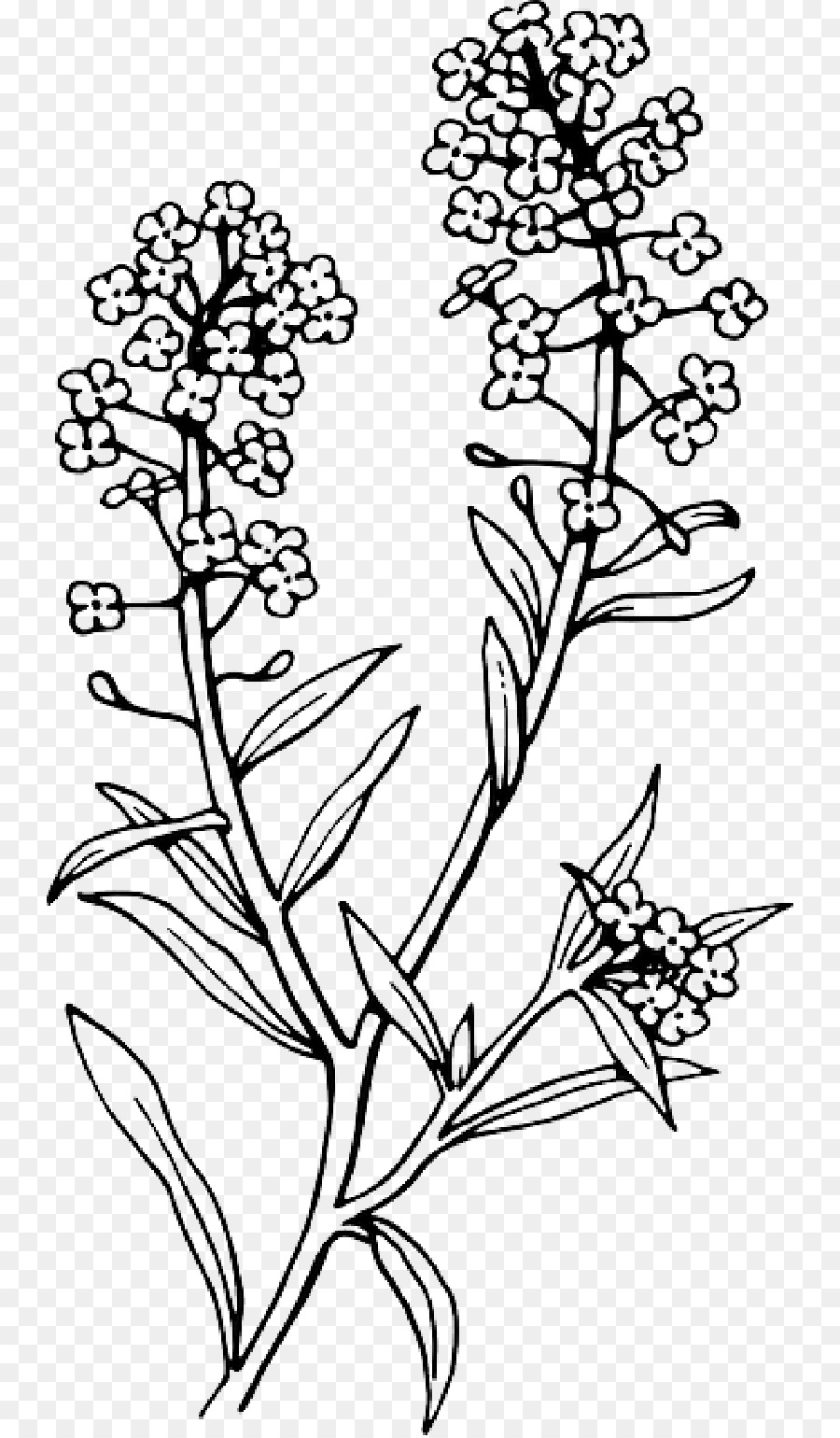 Doce Alyssum，Tatuagem PNG