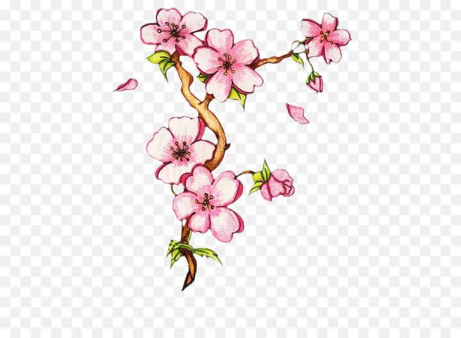 Desenho，Flor PNG