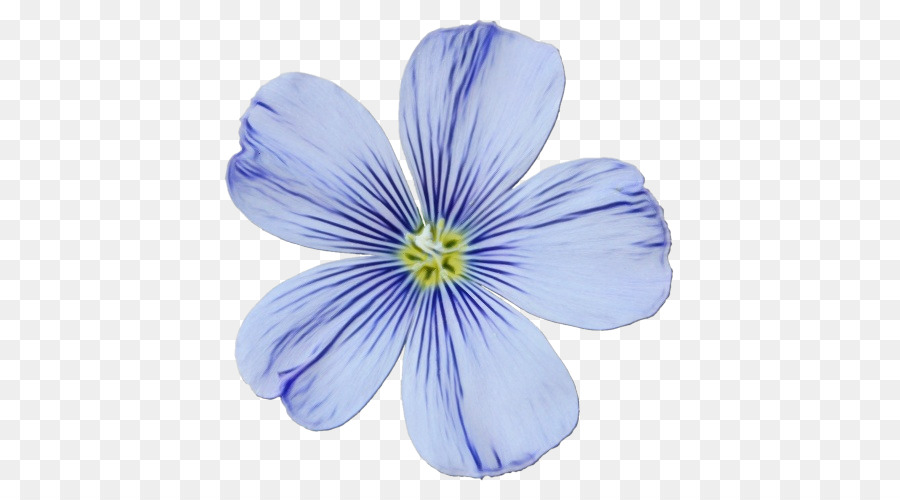 Cranesbill，Crocus PNG