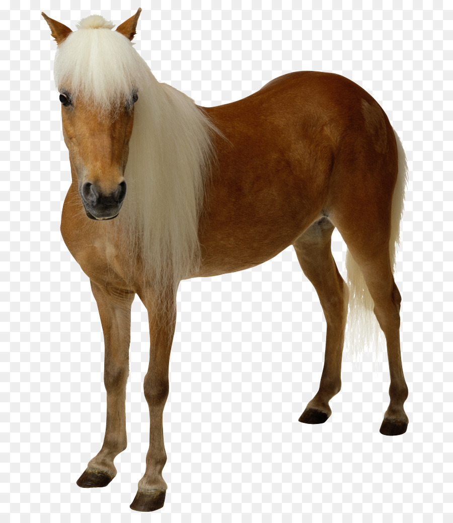 A American Paint Horse，Potro PNG