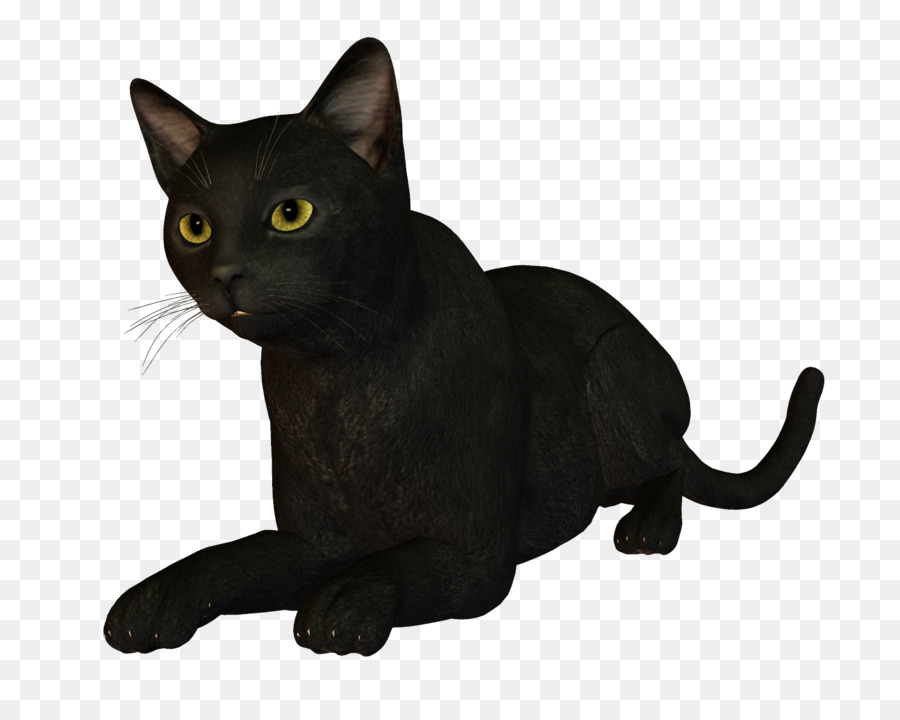 Gato Cinzento，Bicho De Estimação PNG