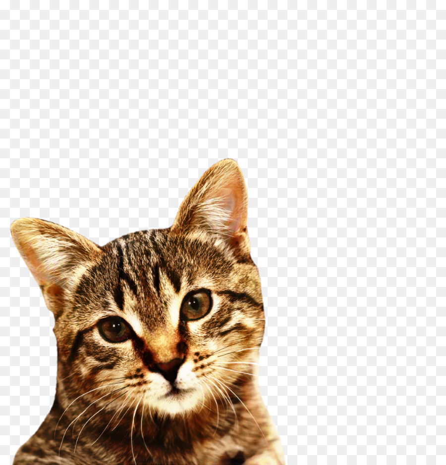 Dragão Li，American Shorthair PNG