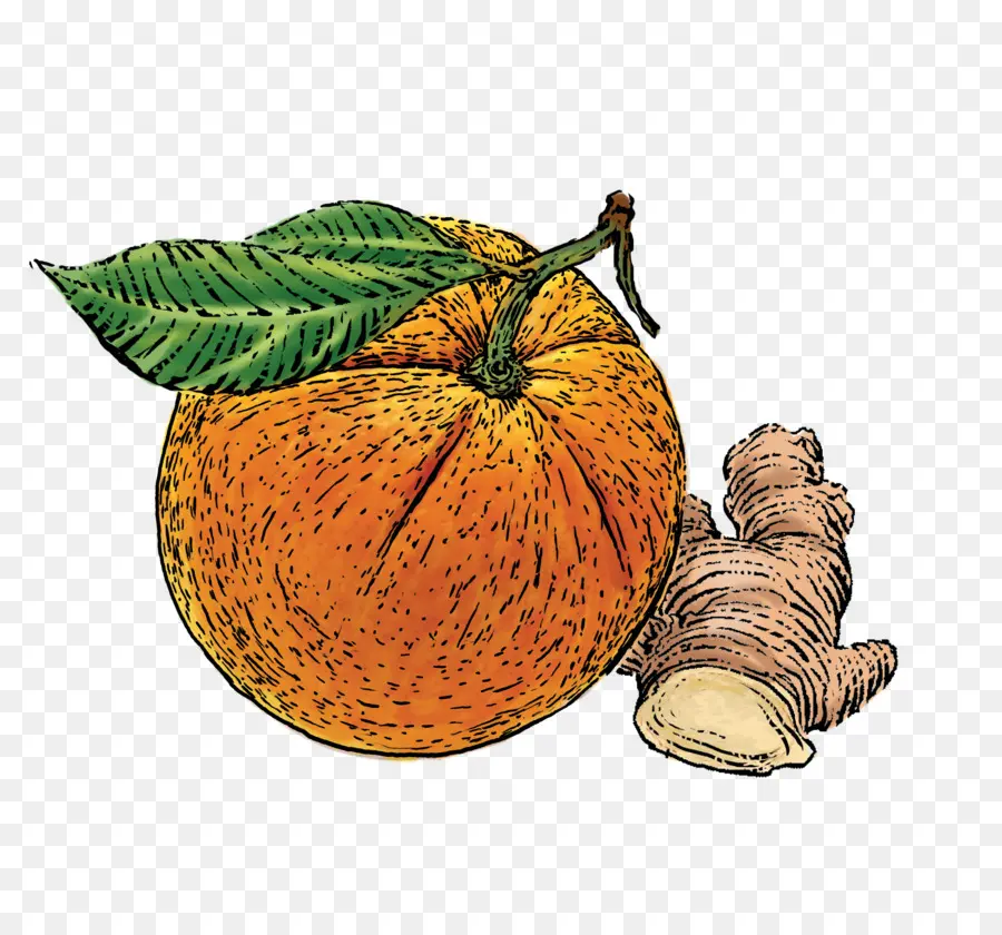 Laranja E Gengibre，Cítrico PNG