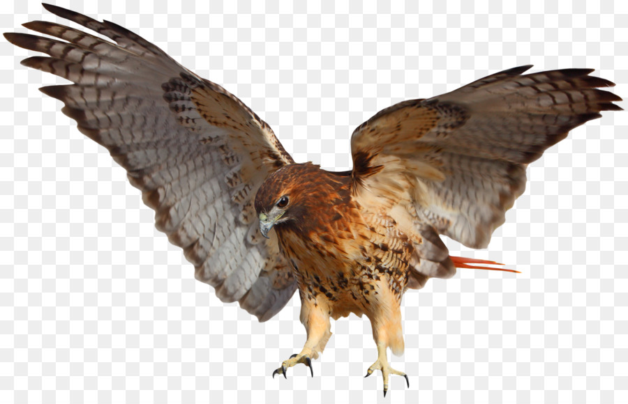 Redtailed Falcão，Hawk PNG