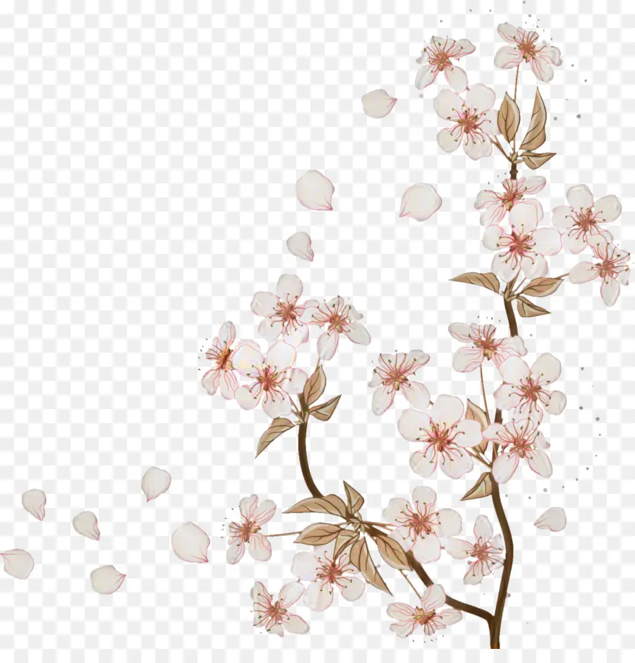 Blossom，Flor De Cerejeira PNG