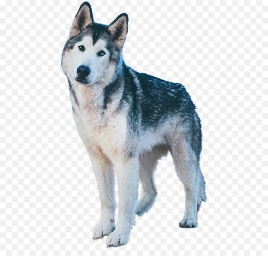 Miniatura De Husky Siberiano，O Canadense Cão Esquimó PNG