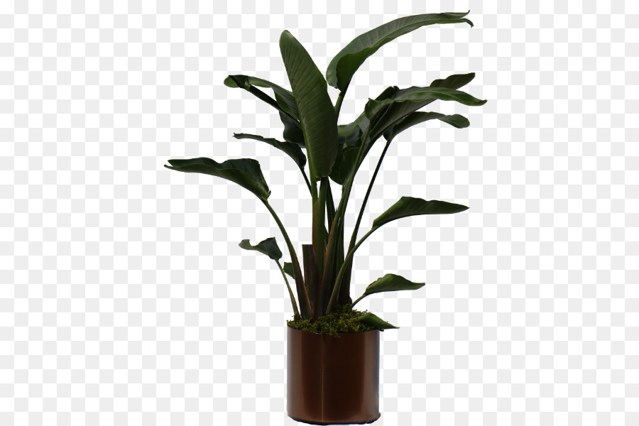 Planta Em Vaso，Verde PNG