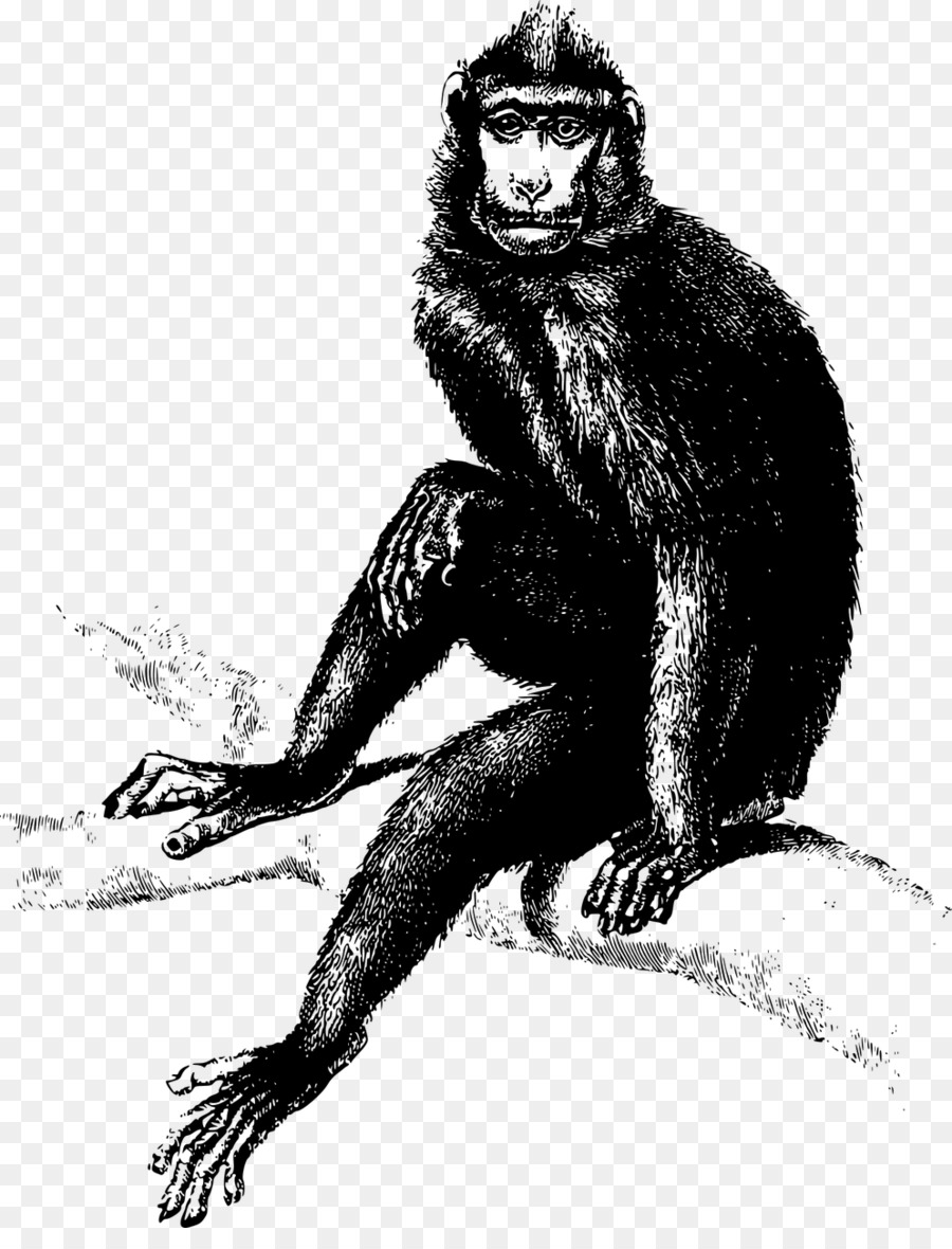 De Primatas，Chimpanzé PNG