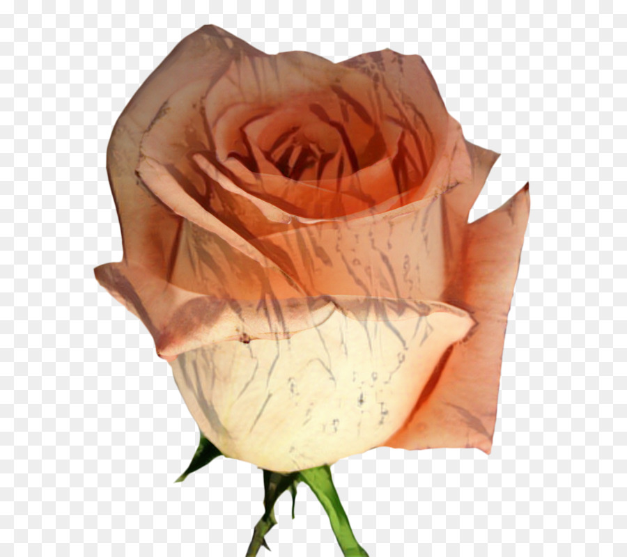 Rosas Brancas，Florescer PNG