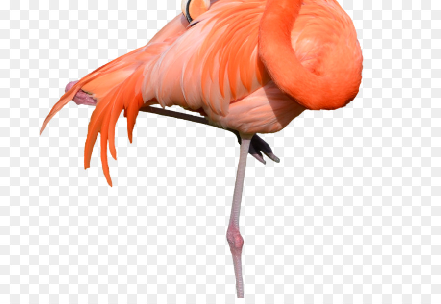 Flamingo，Pássaro PNG