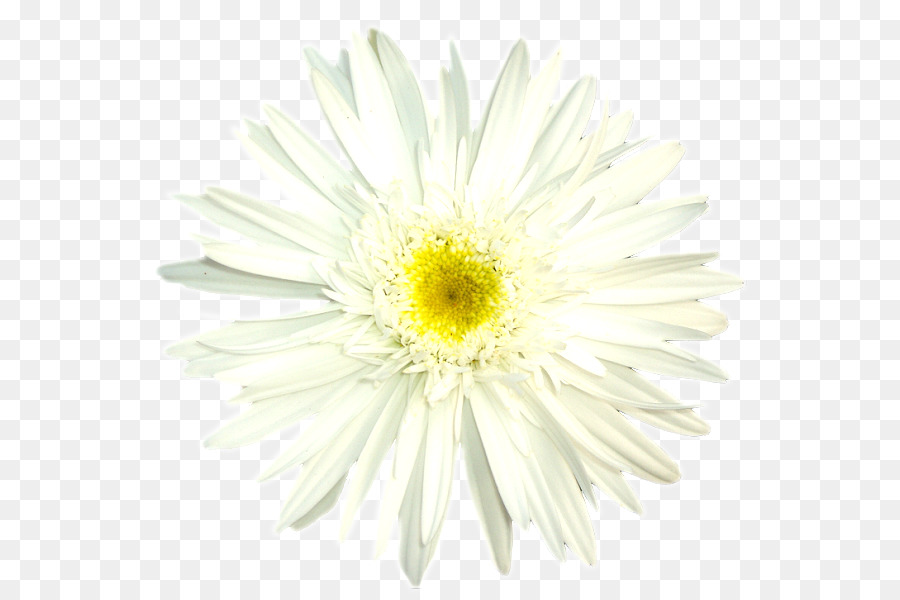 Oxeye Daisy，Crisântemo PNG