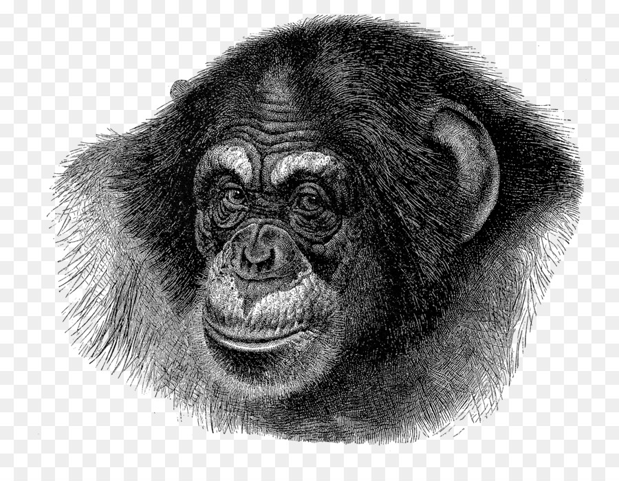 Chimpanzé，Ape PNG