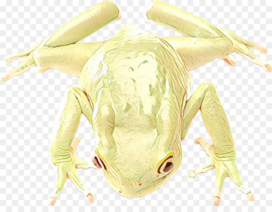 Tree Frog，Sapo PNG