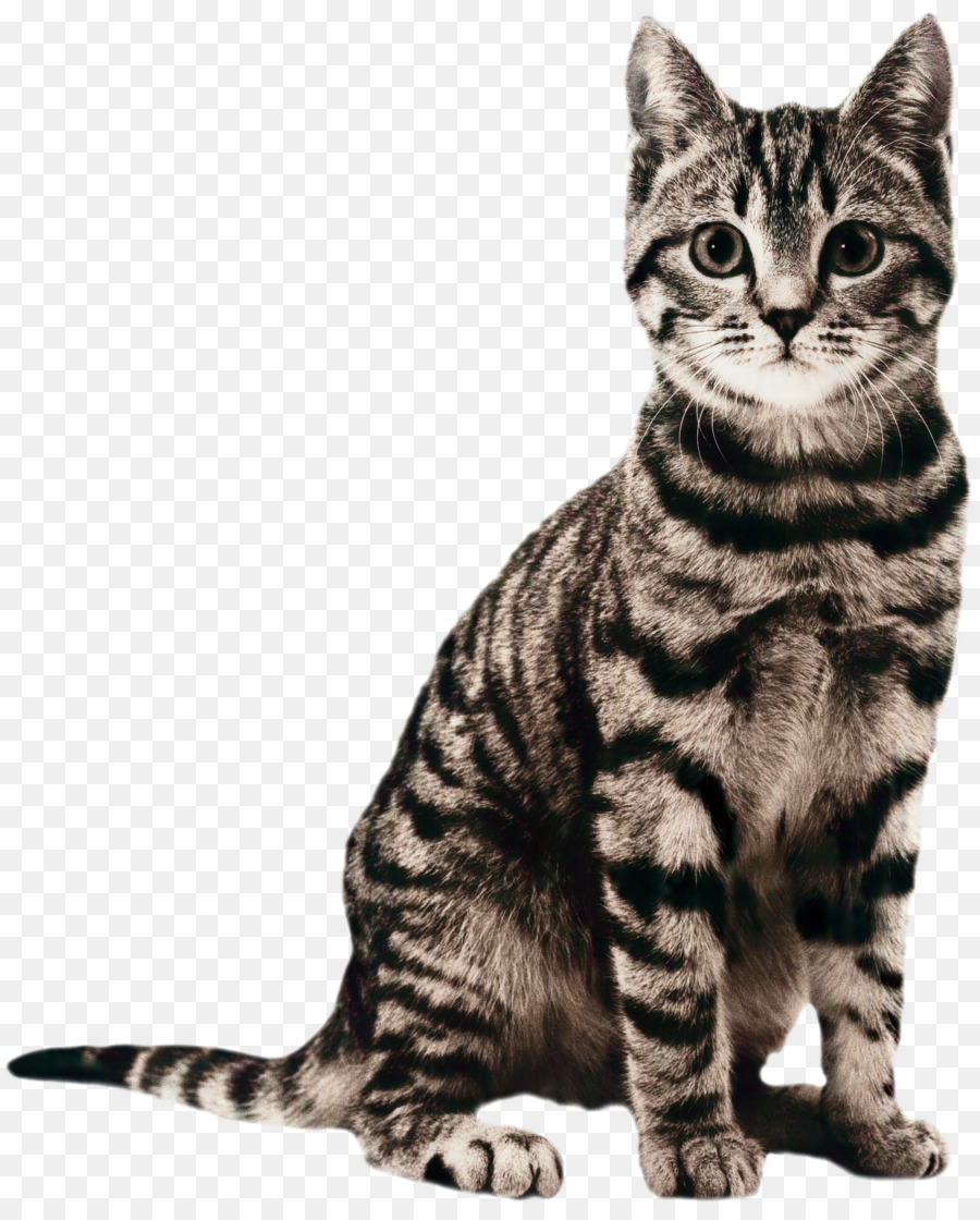 Gato，Caixa De Maca PNG