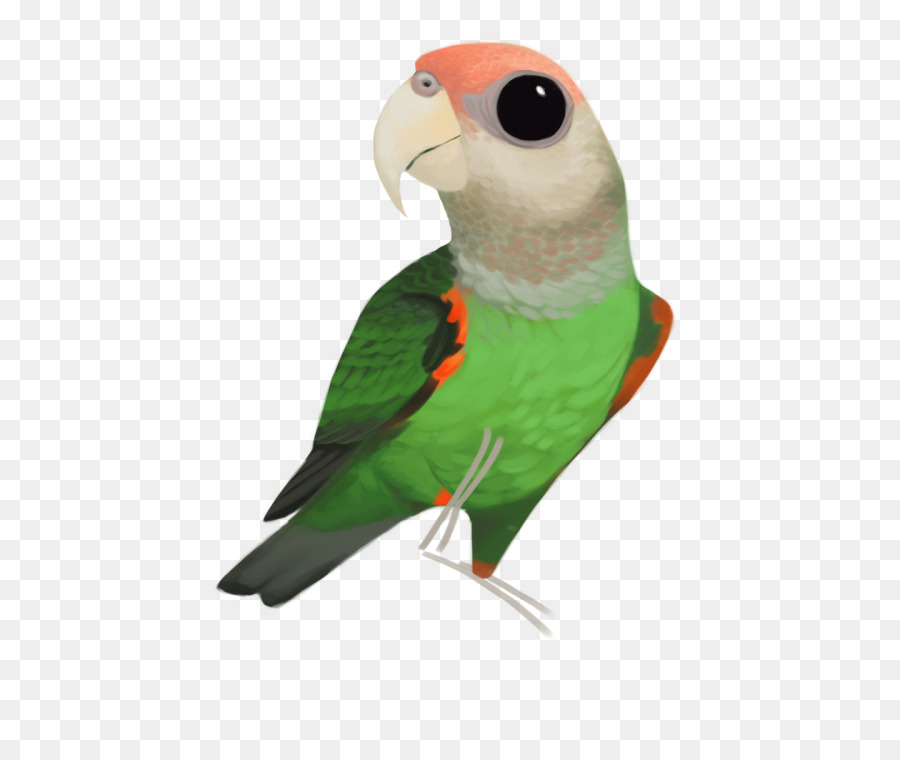 Lovebird，Periquito PNG