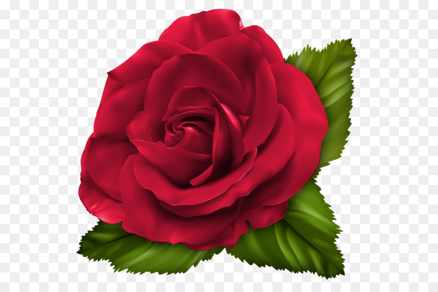 Rosa Roxa，Florescer PNG