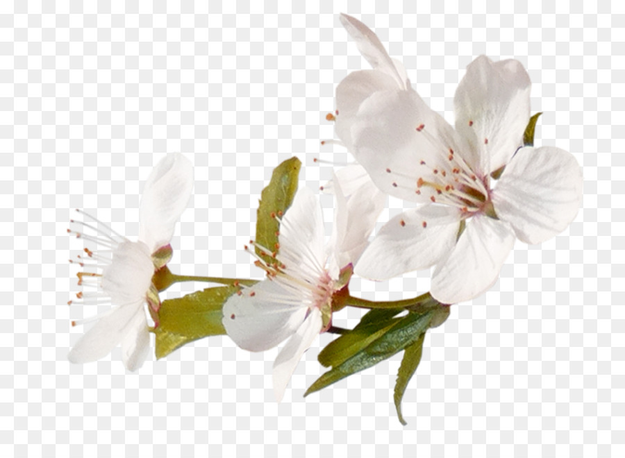 Blossom，Cerasus PNG