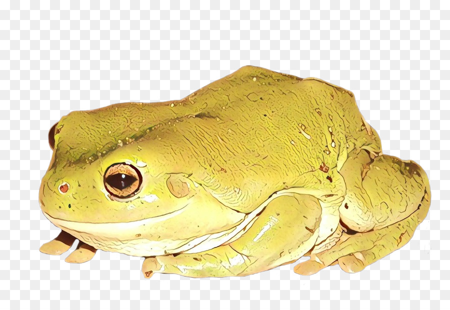 American Bullfrog，Sapo PNG