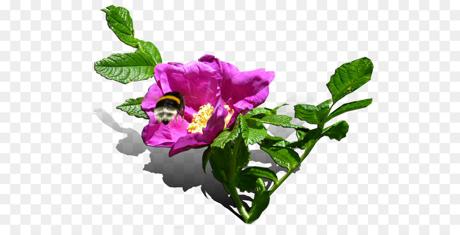 Flor，Repolho Rosa PNG