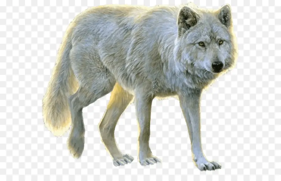 Arctic Wolf，Aniu PNG