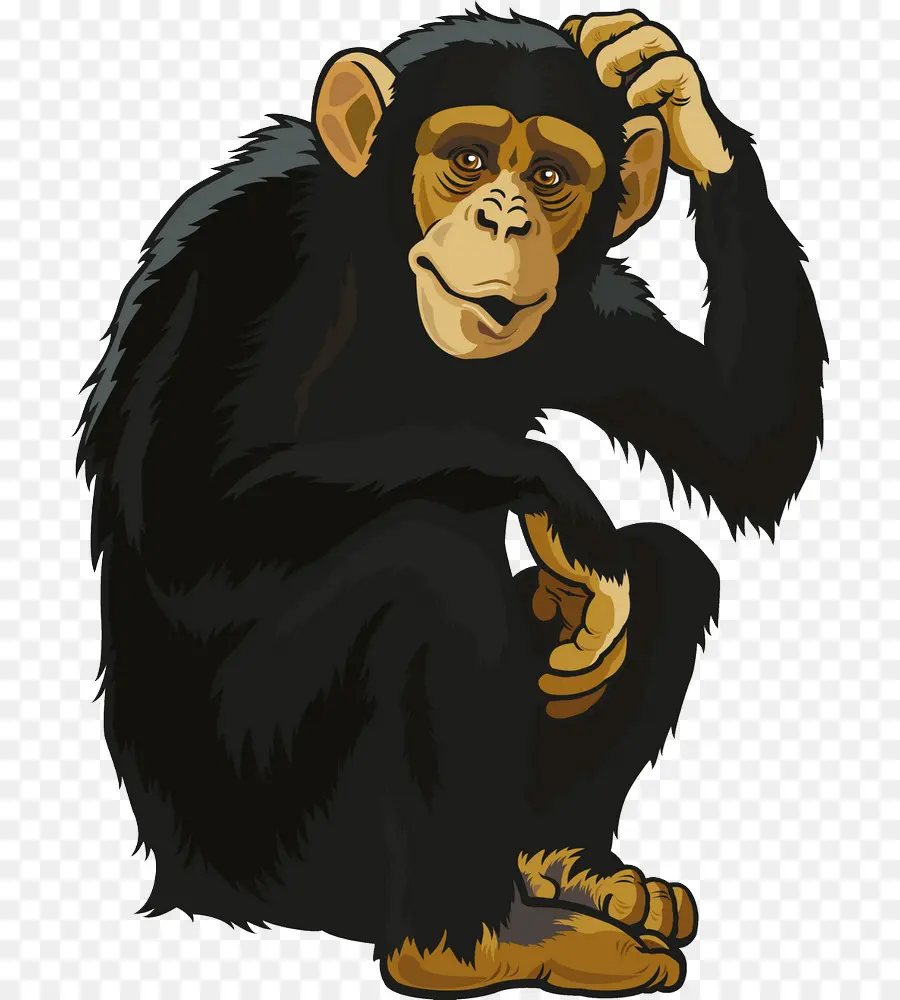 Chimpanzé，Ape PNG