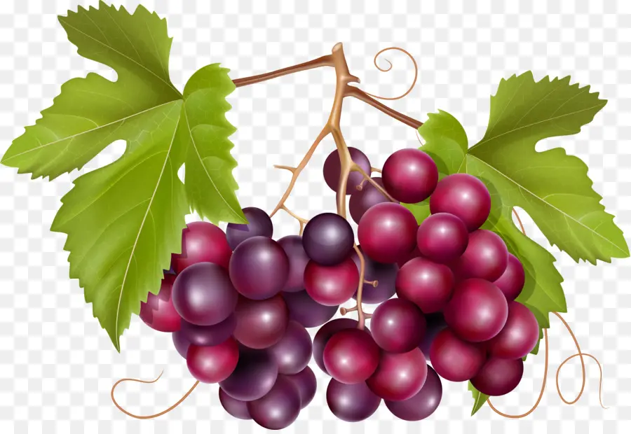 Uvas，Videira PNG