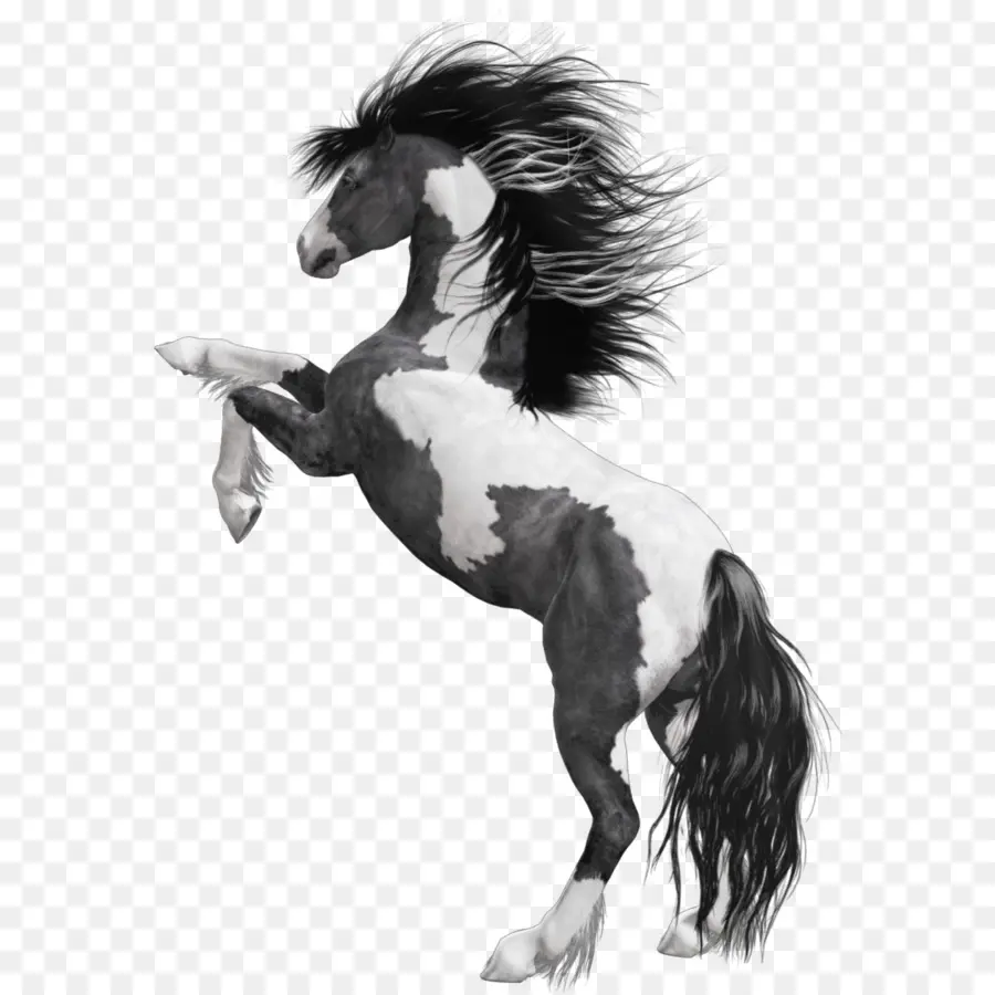 Mustang，A American Paint Horse PNG