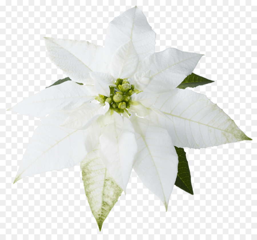 Papel De Parede Da área De Trabalho，Poinsettia PNG