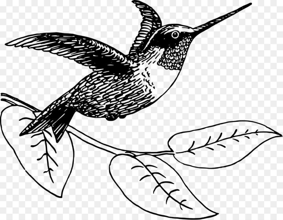 Colibri，Pássaro PNG