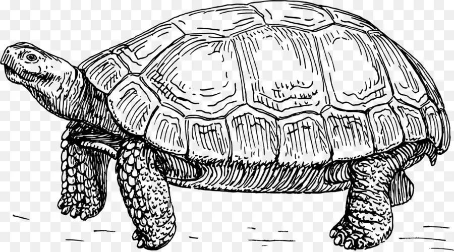 Turtle，Répteis PNG