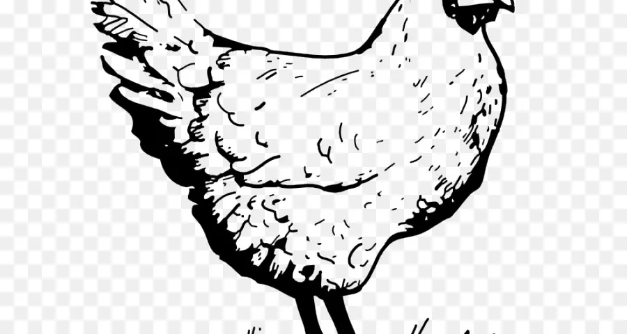 Galinha Leghorn，Desenho PNG