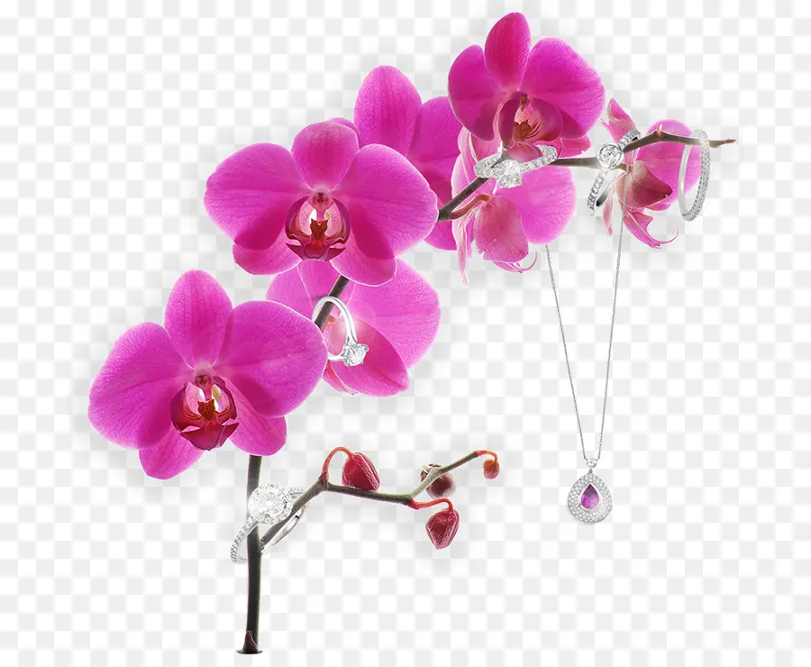 Orquídeas，Orquídeas De Mariposa PNG