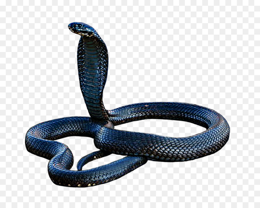 Imagens Cobra Azul PNG e Vetor, com Fundo Transparente Para