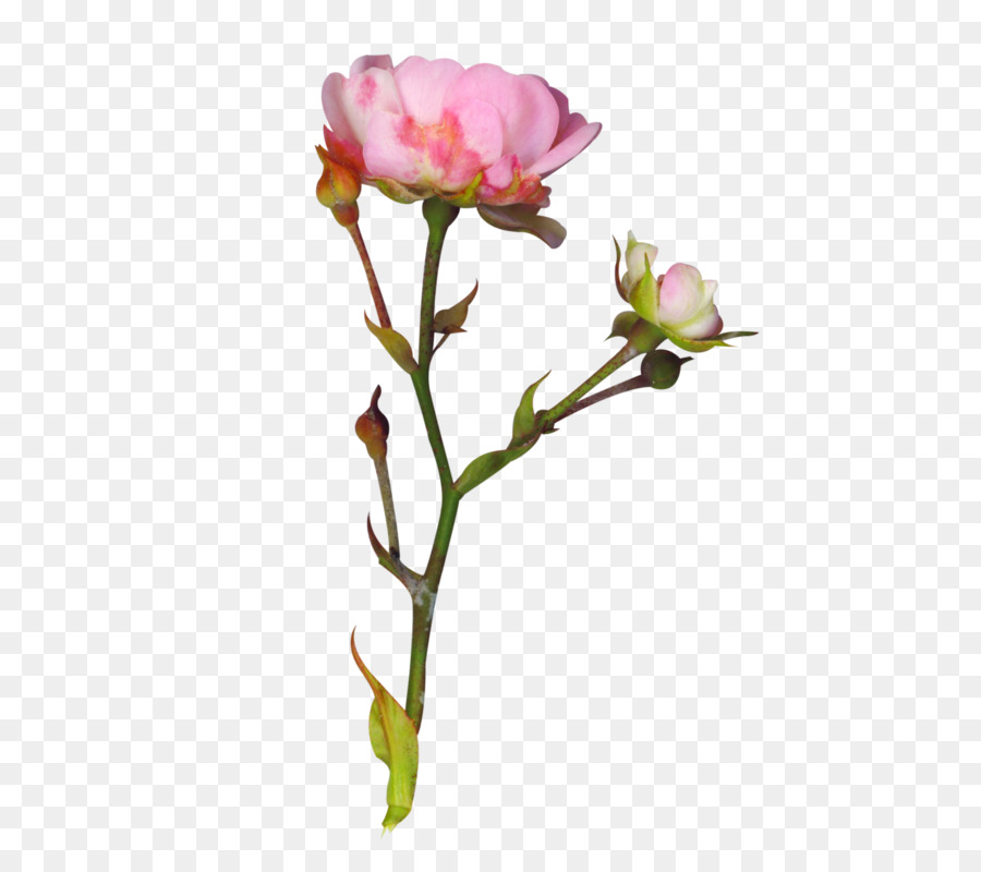 Rosa Rosa，Florescer PNG