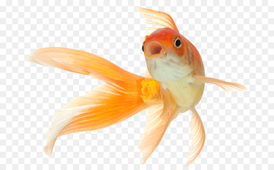 Peixe Dourado，Peixe PNG