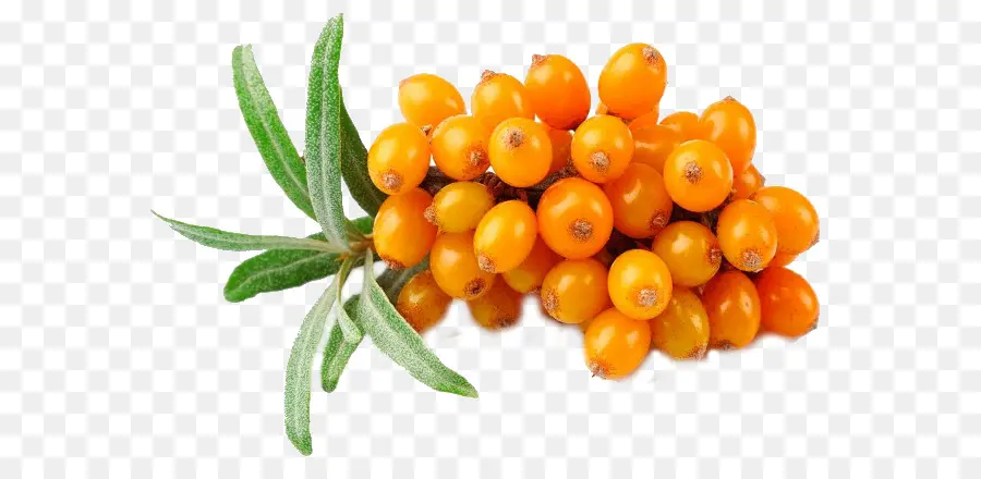 Sea Buckthorn óleo，Espinheiro PNG